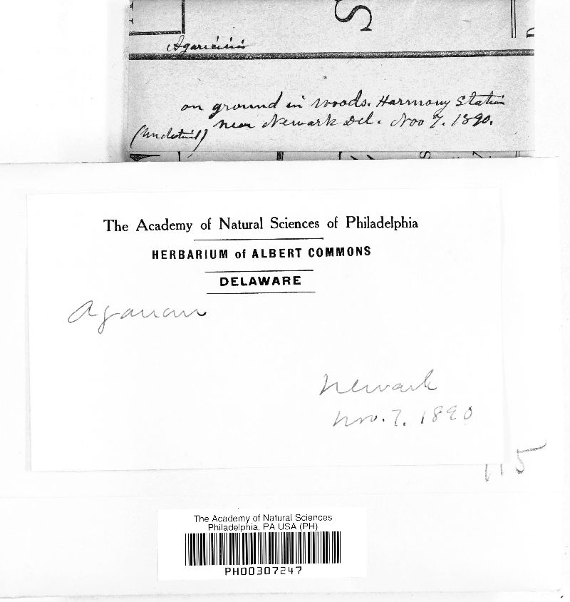Gloeophyllum abietinum image