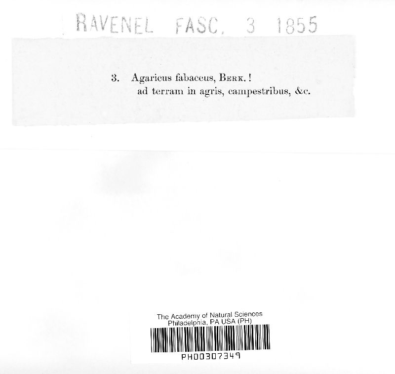 Agaricus fabaceus image