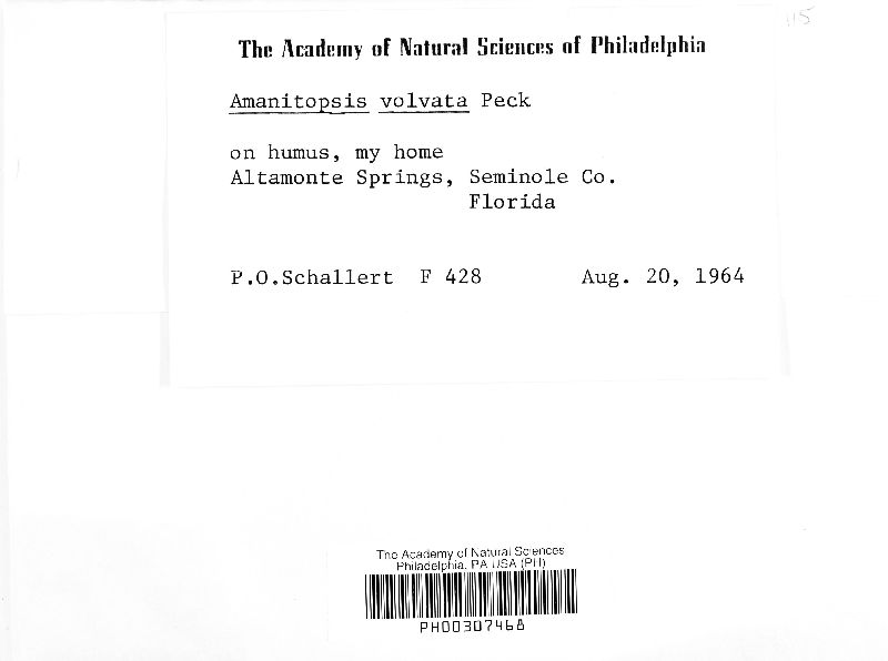 Amanitopsis volvata image