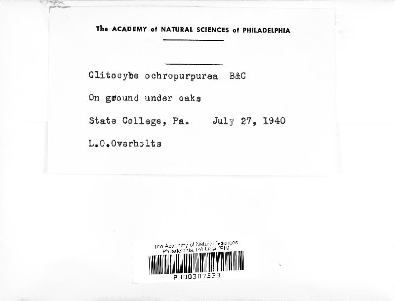 Clitocybe ochropurpurea image