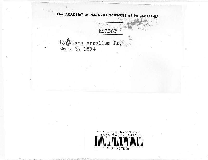 Hypholoma ornellum image