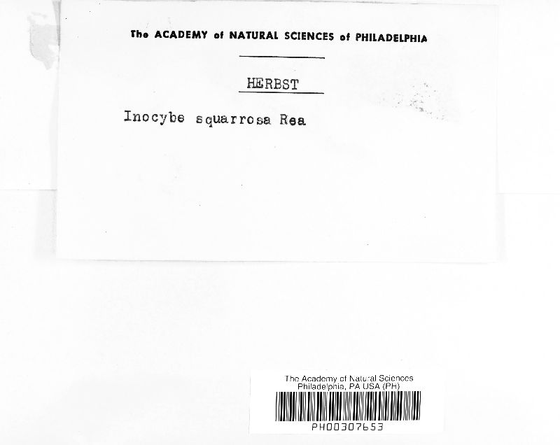 Inocybe squarrosa image