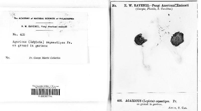 Agaricus cepaestipes image