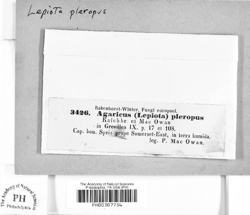 Agaricus pteropus image