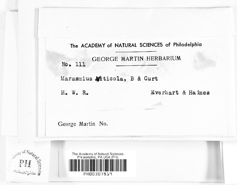 Marasmius viticola image