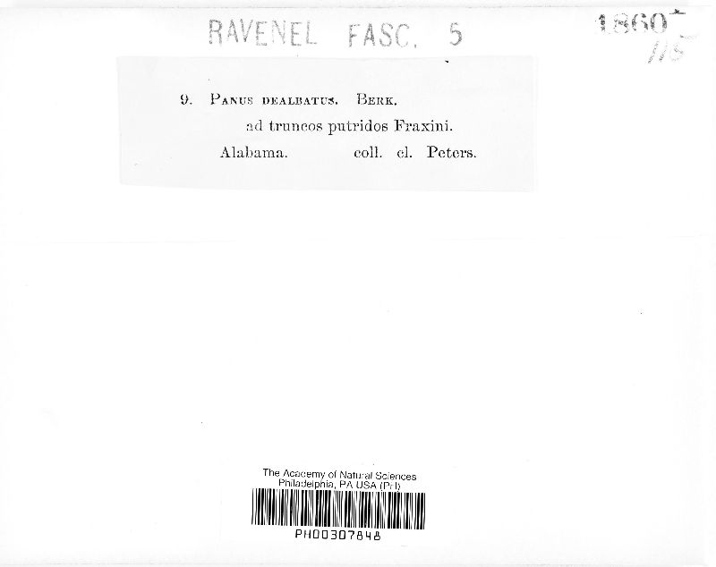 Resupinatus dealbatus image