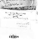 Tapinella atrotomentosa image