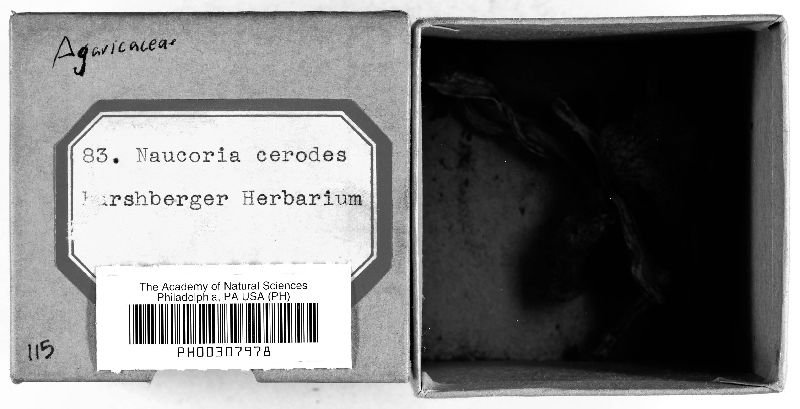 Naucoria cerodes image