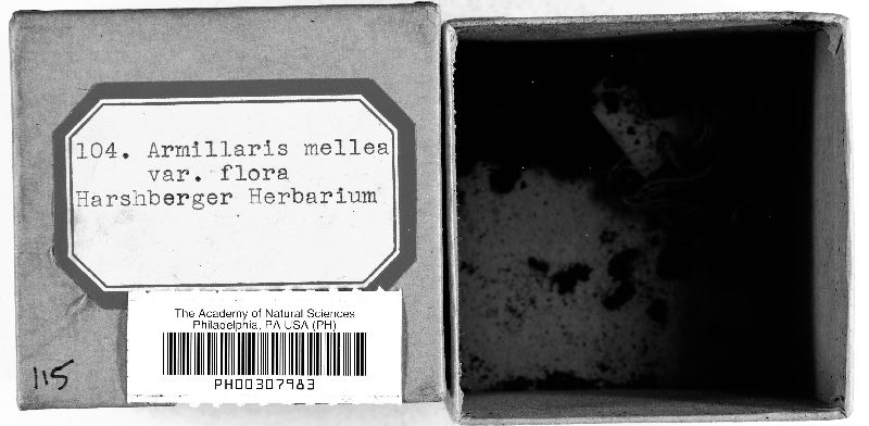 Armillaria mellea var. flava image