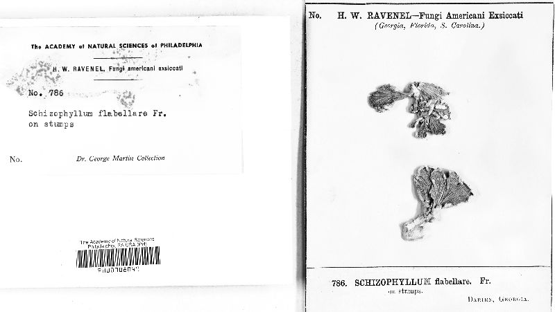 Schizophyllum flabellare image