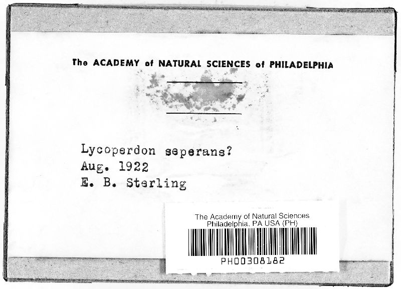 Lycoperdon separans image
