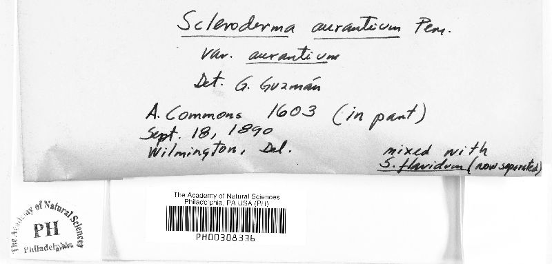 Scleroderma aurantium var. aurantium image