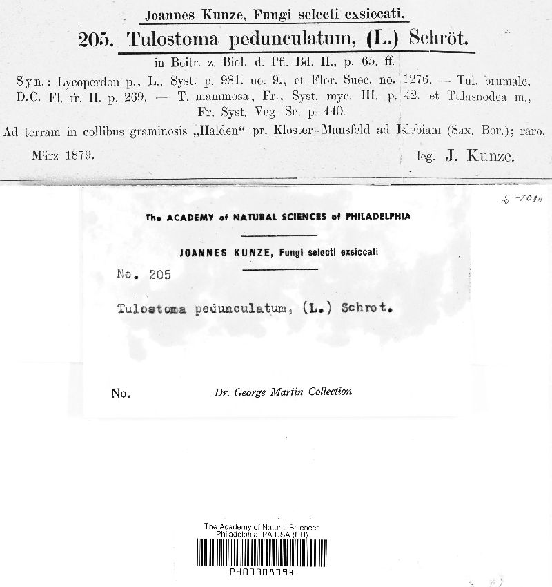 Tulostoma pedunculatum image