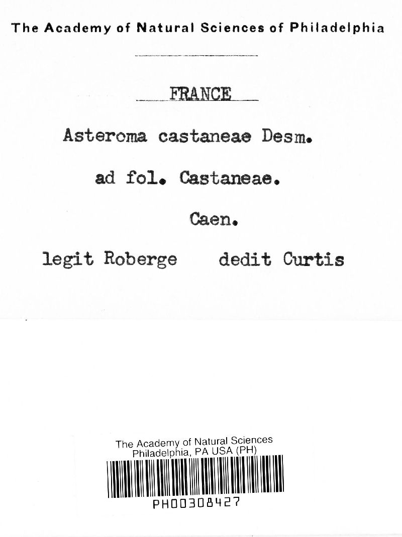 Asteroma castaneae image