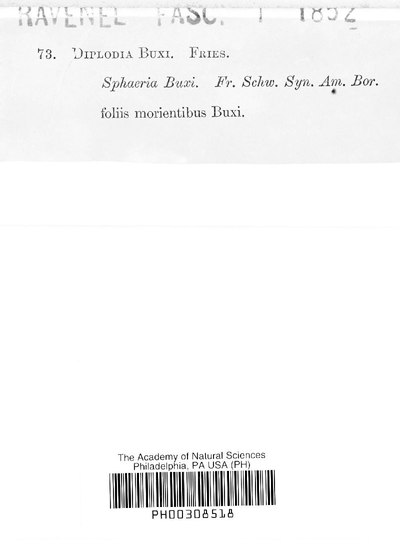 Diplodia buxi image