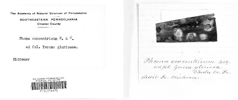 Phoma concentrica image