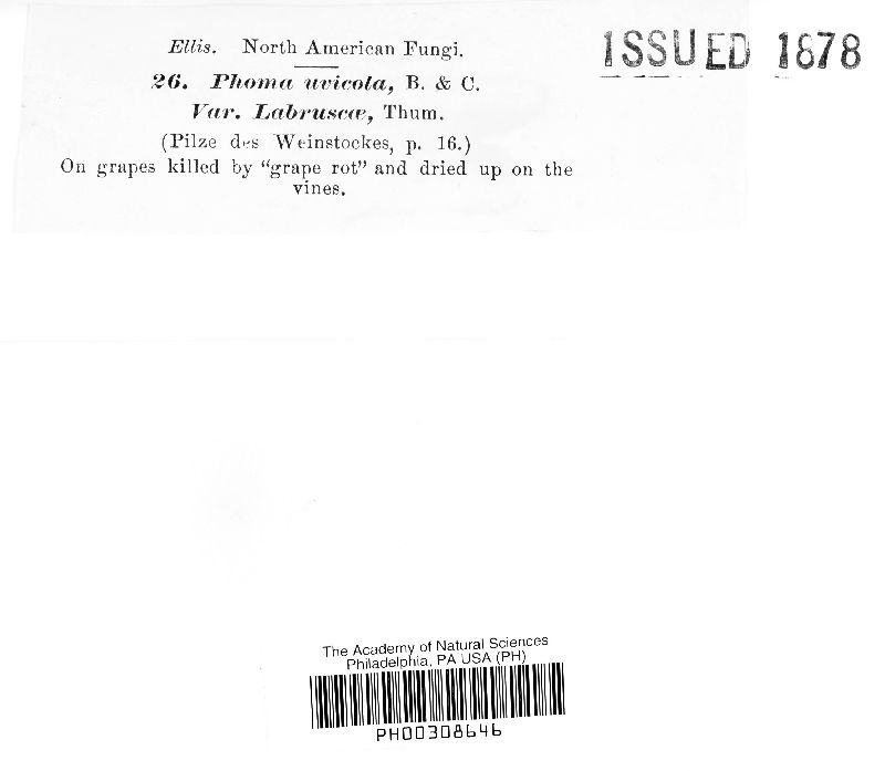 Phoma uvicola var. labruscae image