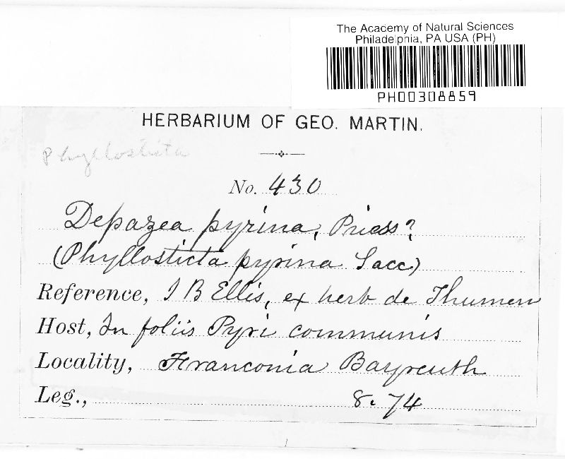 Depazea pyrina image