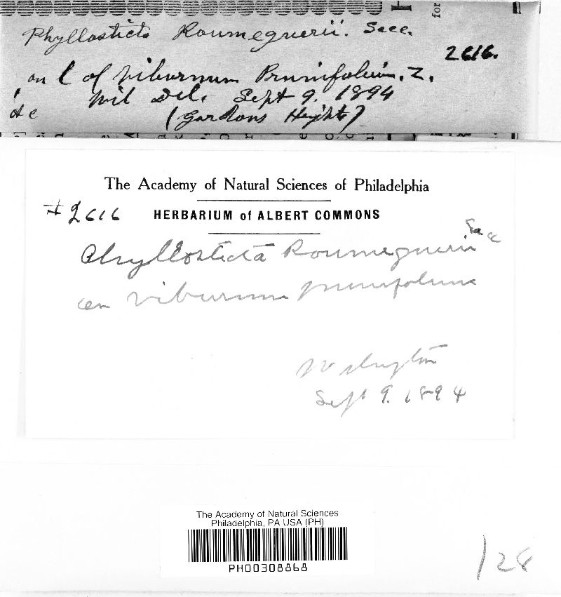 Phyllosticta roumeguerii image