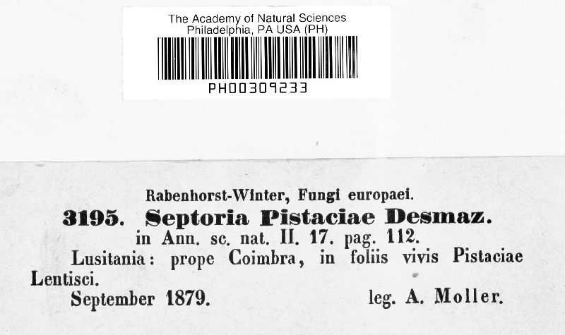 Septoria pistaciae image