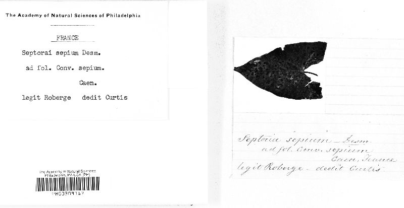 Septoria sepium image