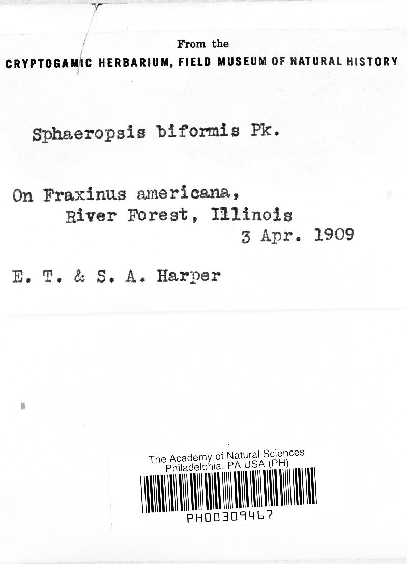 Sphaeropsis biformis image