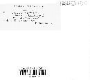 Sphaeropsis celastrina image
