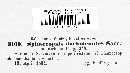 Phaeochora steinheilii image