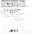 Vermicularia compacta image
