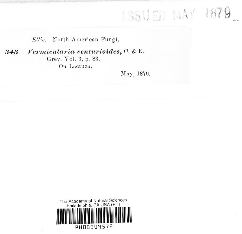Vermicularia venturioidea image