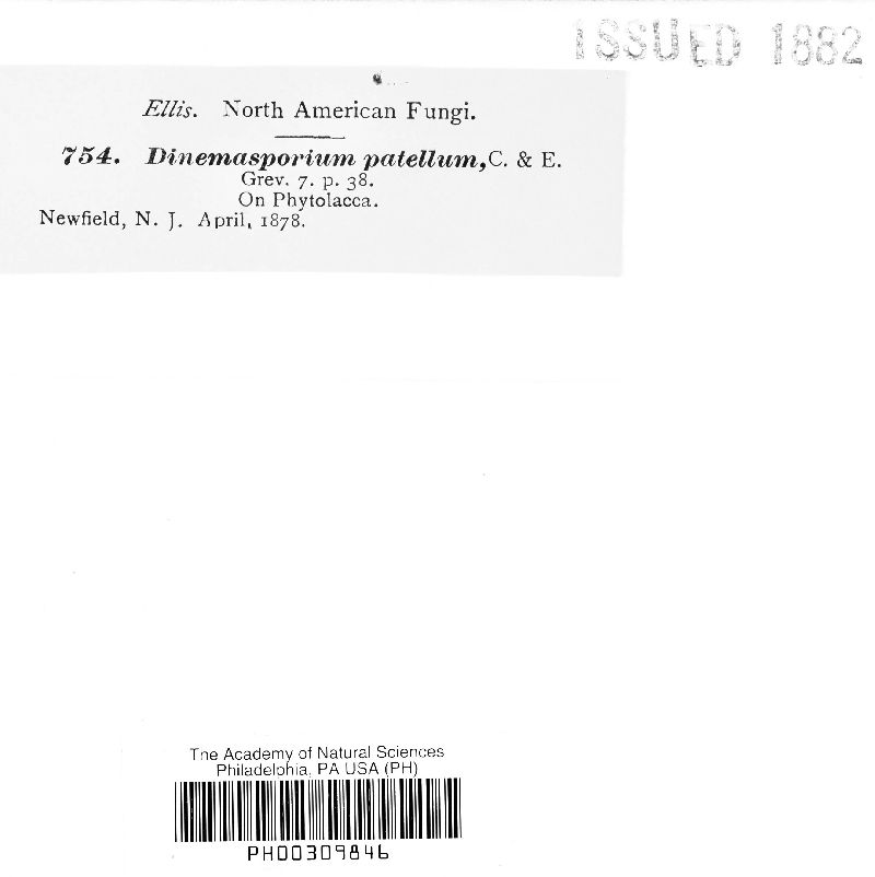 Dinemasporium patella image