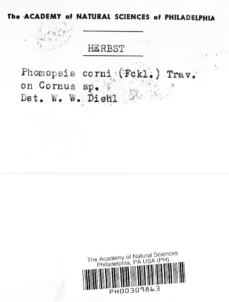 Phomopsis corni image