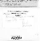 Gloeosporium fusarioides image
