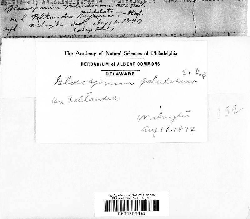 Gloeosporium paludosum image