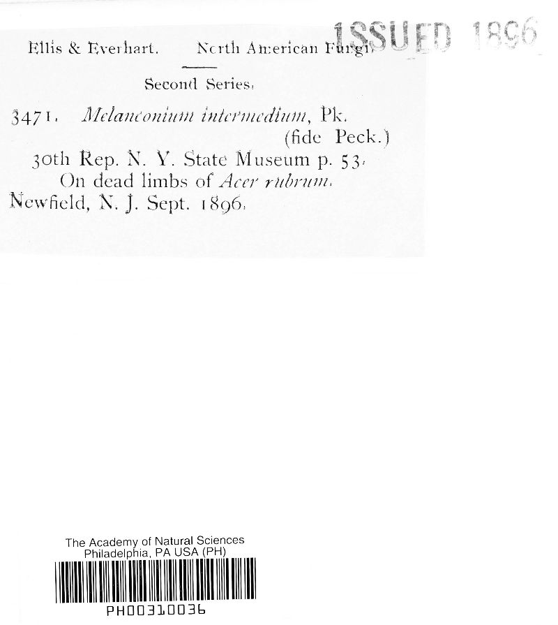 Melanconium intermedium image