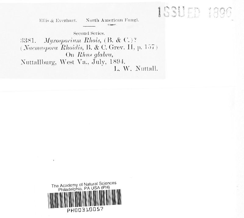 Myxosporium rhois image