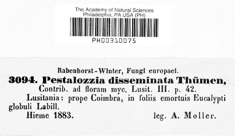 Pestalotia disseminata image