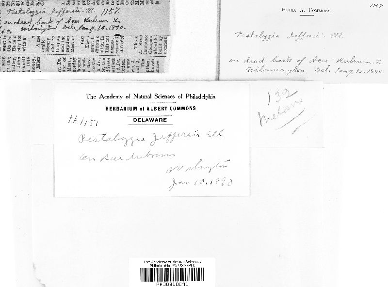 Pestalotia jefferisii image