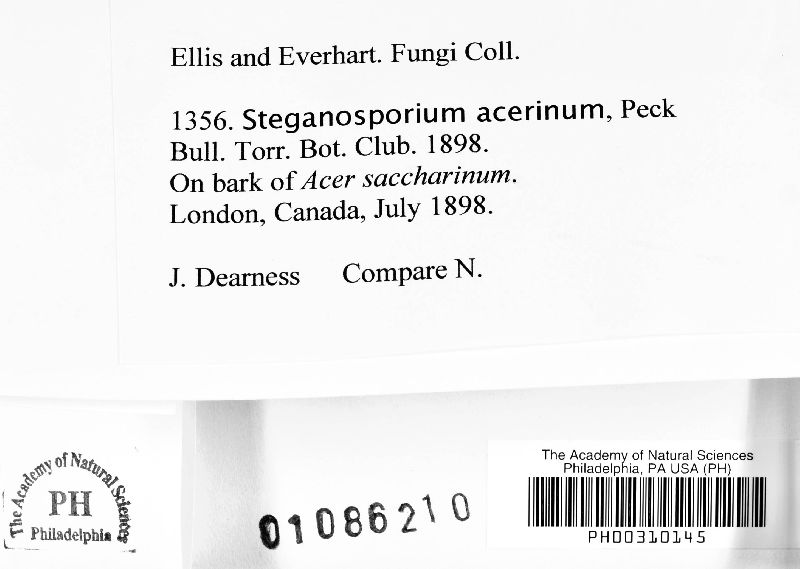 Stegonsporium acerinum image