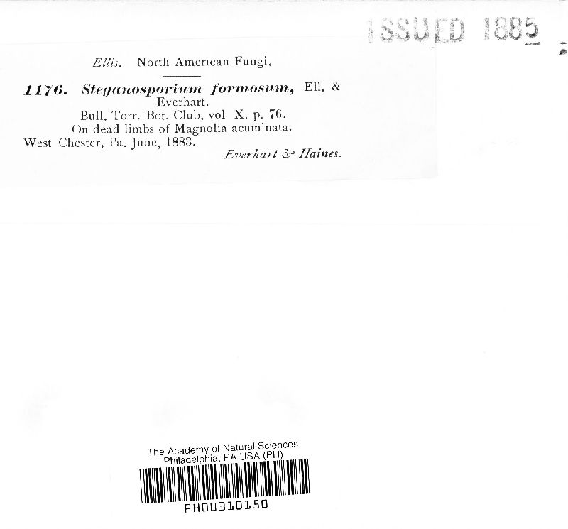Stegonsporium image