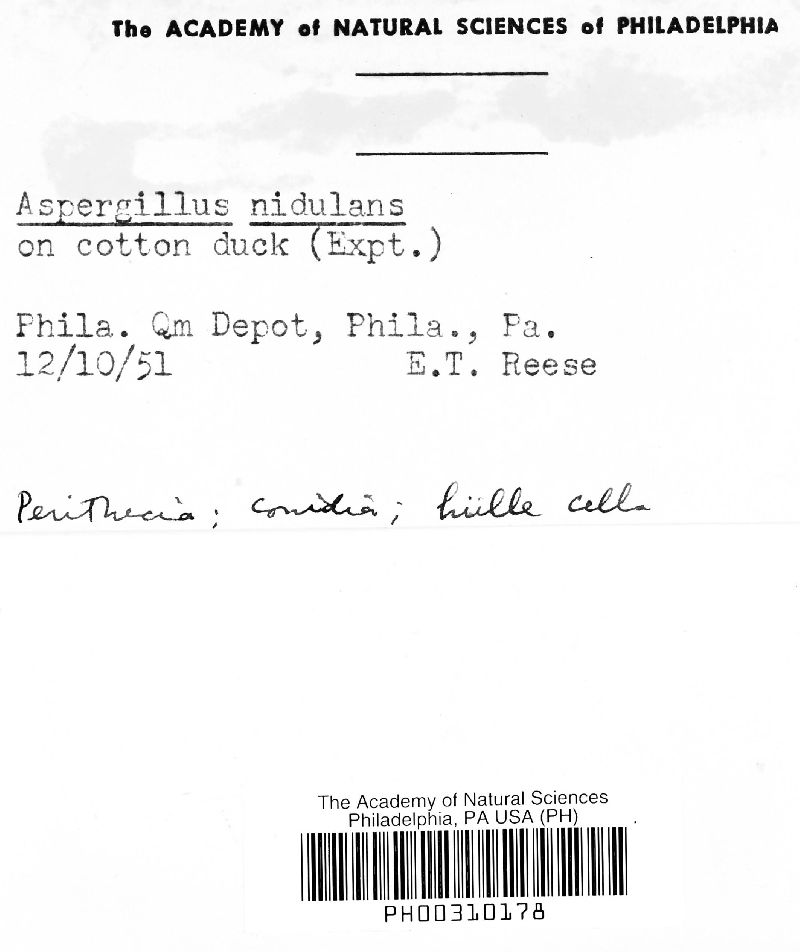 Aspergillus nidulans image