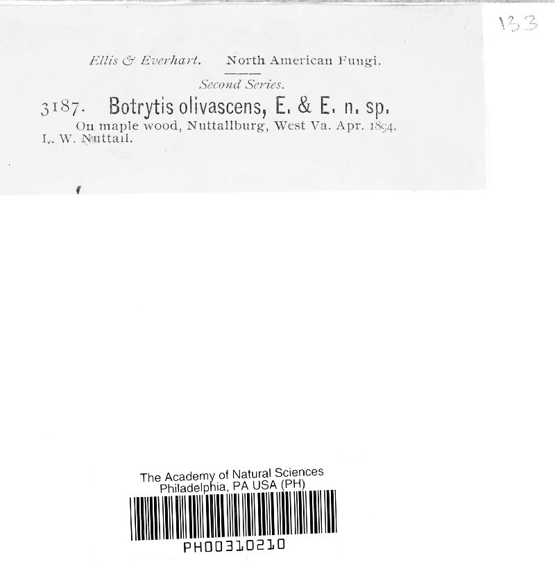 Botrytis olivacea image