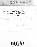 Monilia aureofulva image
