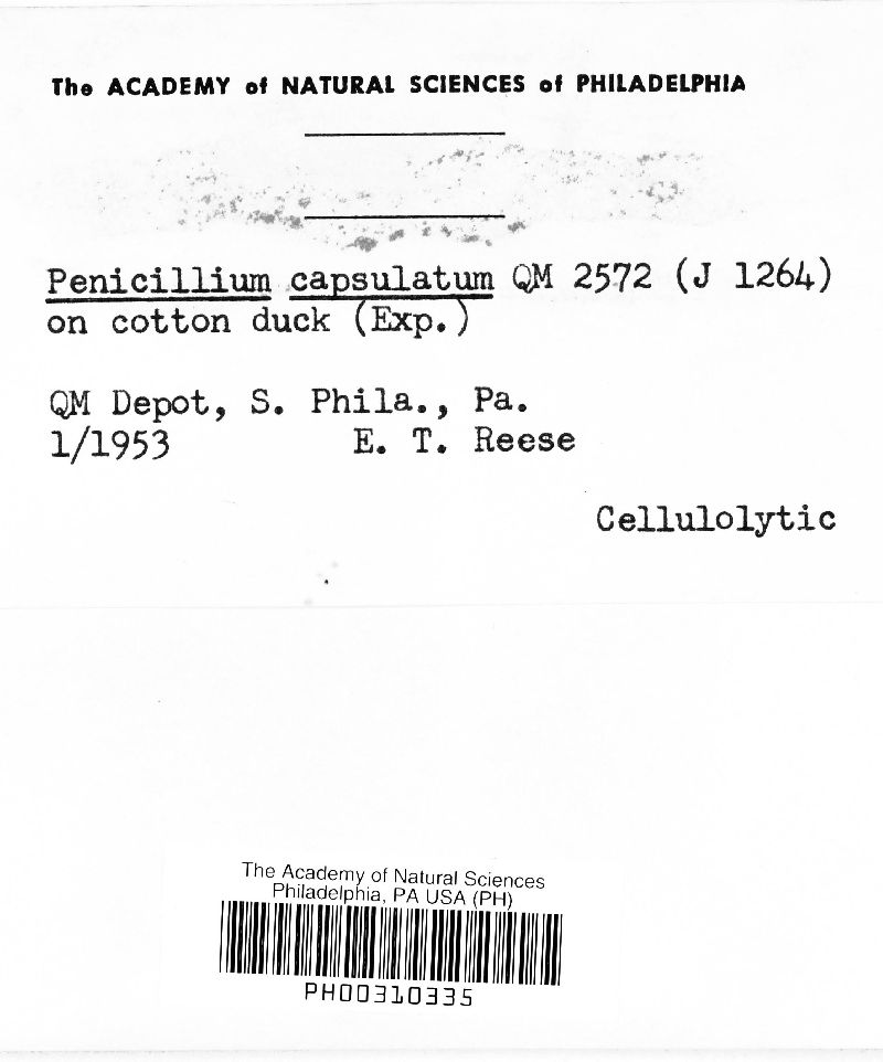Penicillium capsulatum image