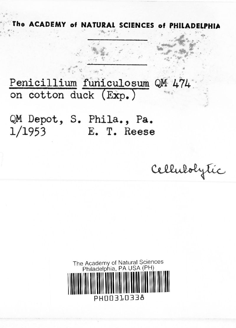 Penicillium funiculosum image