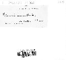 Polyactis cana image