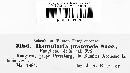 Ramularia pratensis image