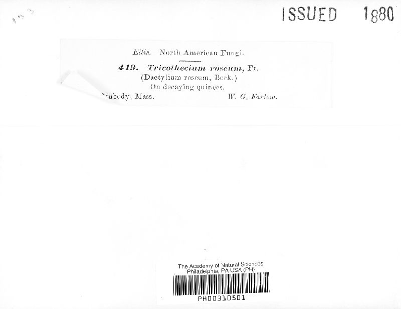 Trichothecium roseum image