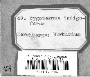 Zygodesmus indigoferus image