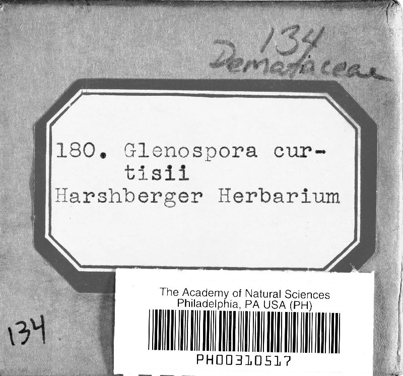 Glenospora curtisii image
